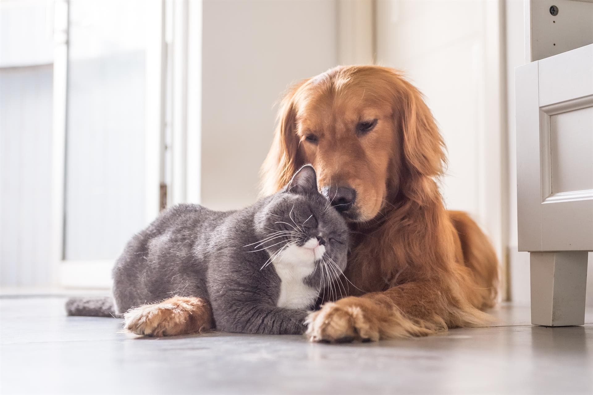 Clínica veterinaria en Pontevedra